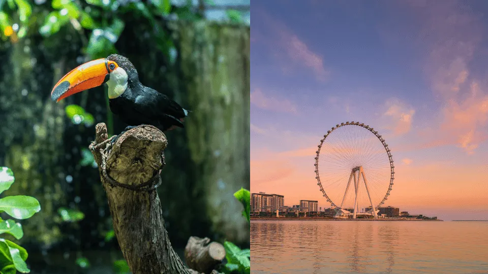 The Green Planet + Ain Dubai – Combo - Image 1